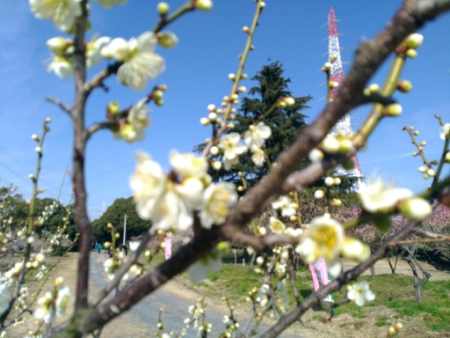 佐布里池梅林公園